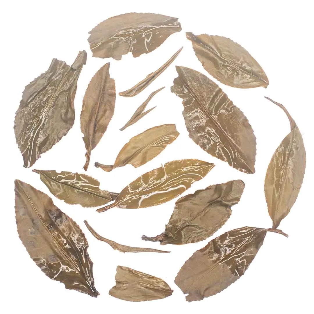 Muscatel Black Plum, wet leaves